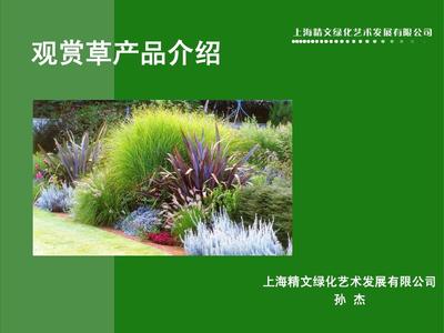 09年景觀設(shè)計(jì)咨詢 園林景觀觀賞草產(chǎn)品介紹